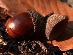 Chestnut Oak Acorn
