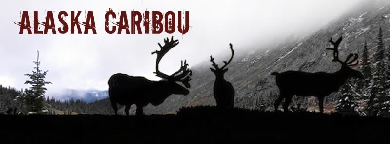 caribou