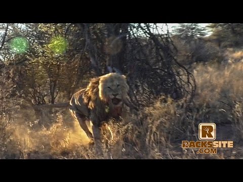 BR036 – African Lion Hunt with Cody Draper